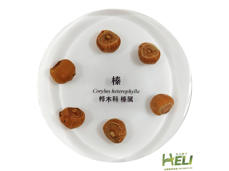 包埋標本   榛