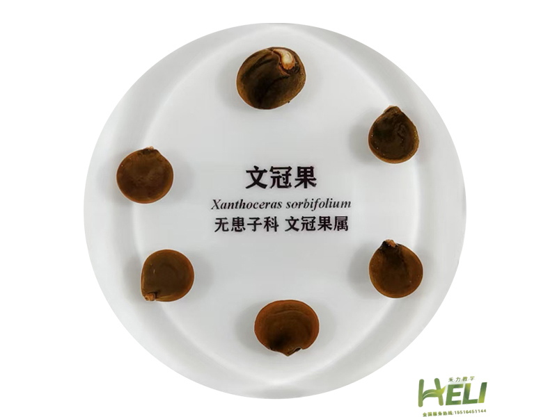 包埋標本   文冠果