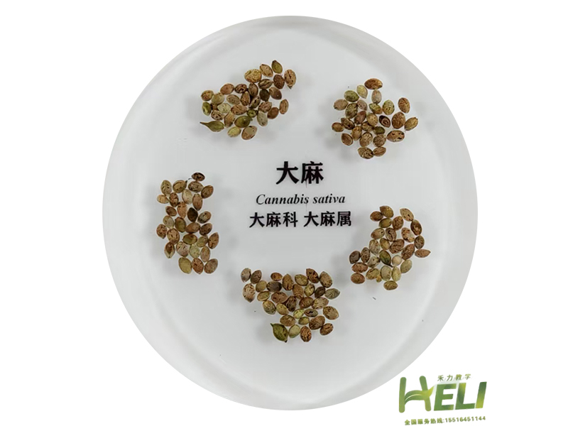 包埋標本   大麻
