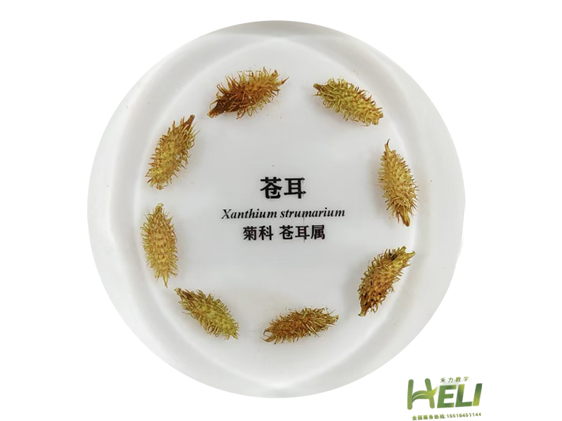 包埋標本    蒼耳