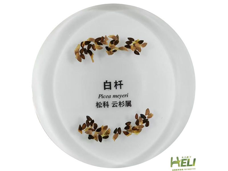 包埋標本  白杄